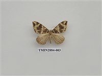 藏品(尺蛾613)的圖片